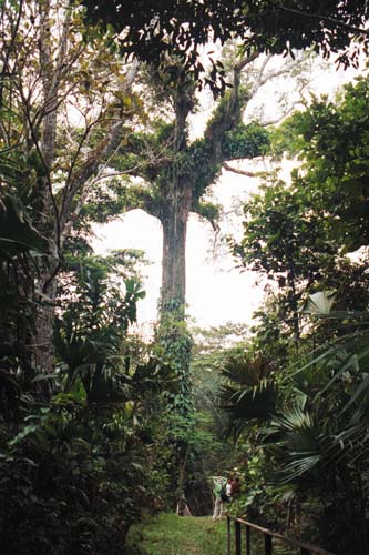 Der gigantische Ceiba-Baum (Lupuna)